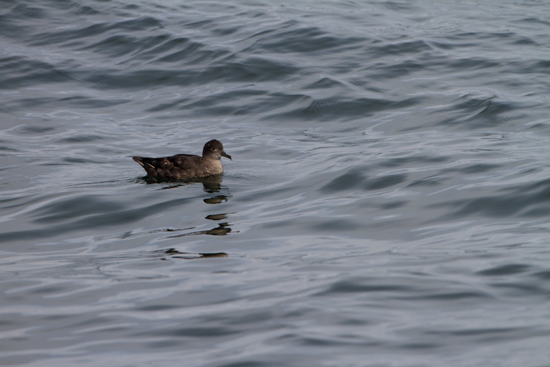 Sooty Shearwater