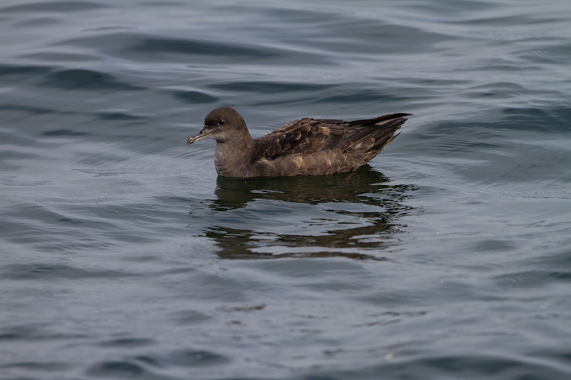 Sooty Shearwater