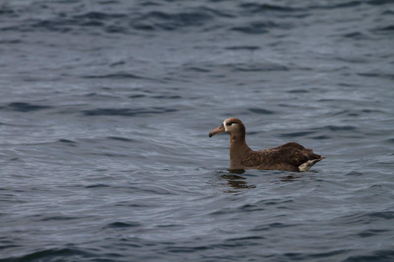 Black-Footed Albatross