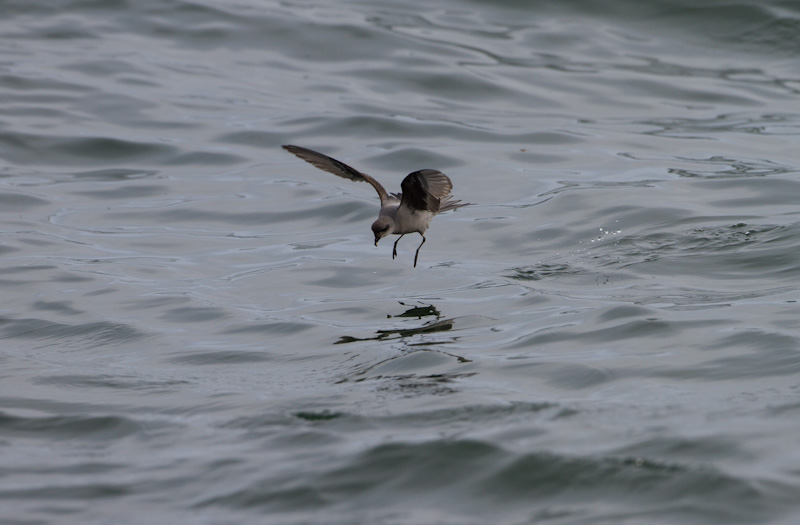 Fork-Tailed Storm-Petrel In Flight
