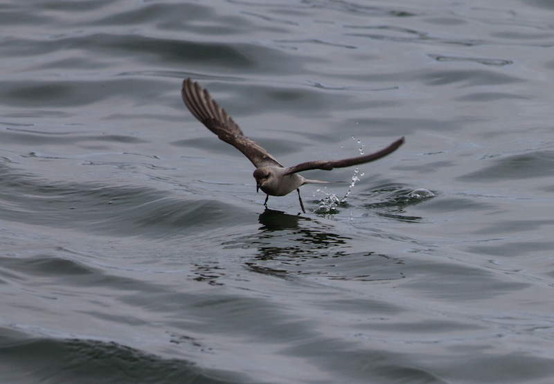 Fork-Tailed Storm-Petrel In Flight