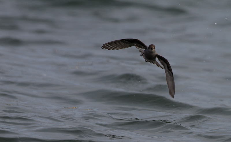 Fork-Tailed Storm-Petrel In Flight