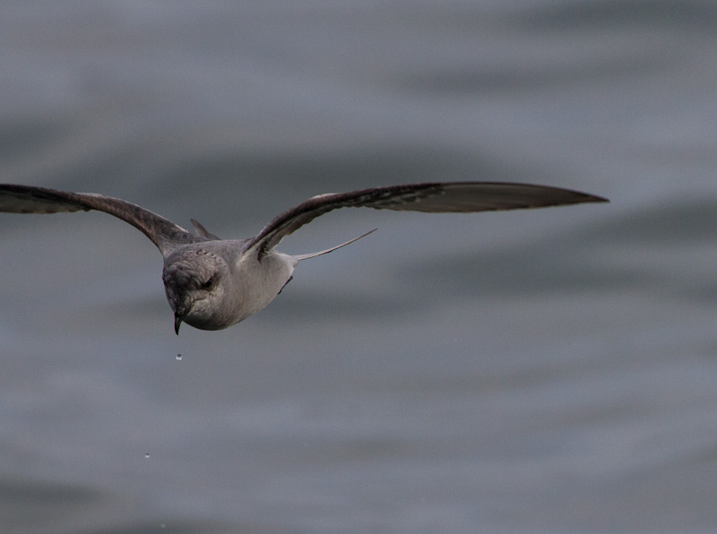 Fork-Tailed Storm-Petrel In Flight