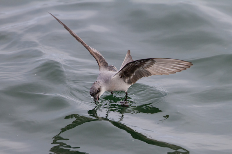 Fork-Tailed Storm-Petrel In Flight