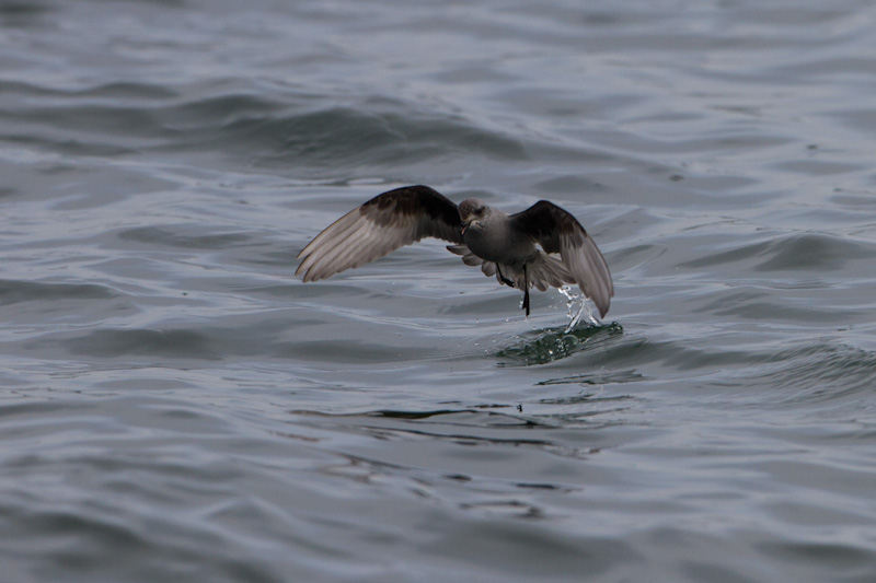 Fork-Tailed Storm-Petrel In Flight