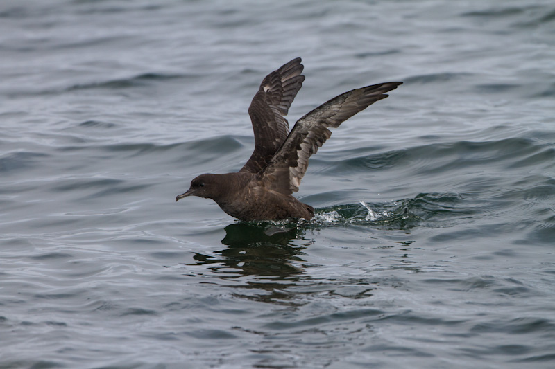 Sooty Shearwater Taking Flight