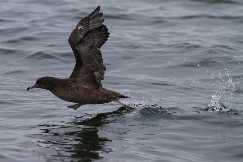 Sooty Shearwater Taking Flight