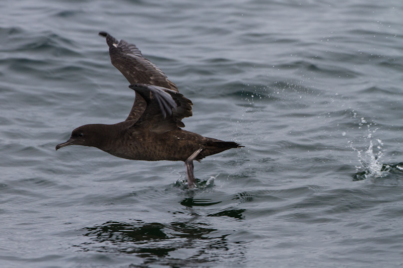 Sooty Shearwater Taking Flight