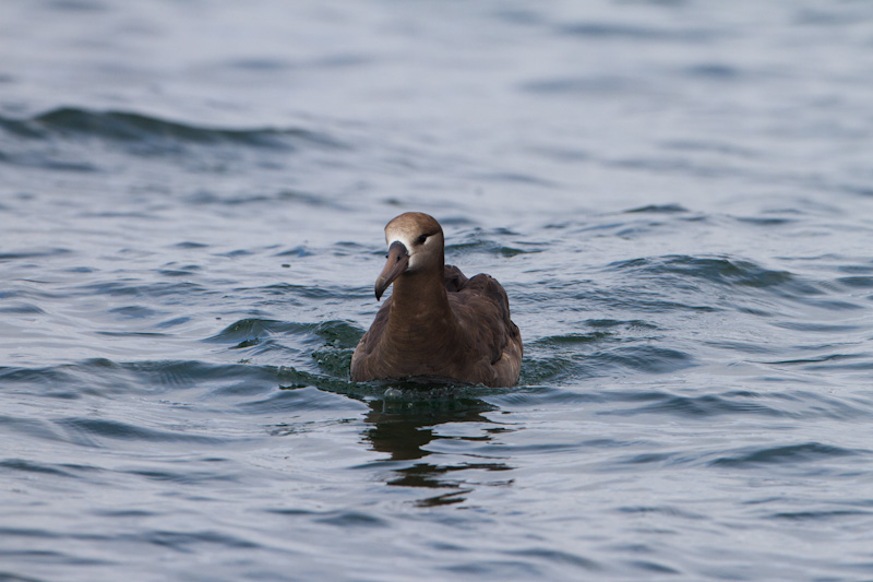 Black-Footed Albatross