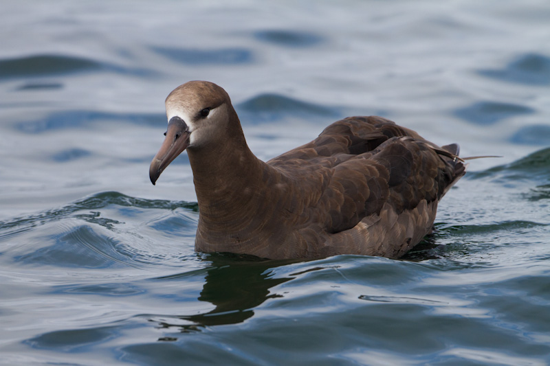 Black-Footed Albatross