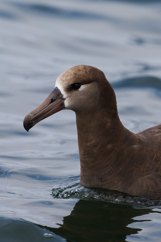 Black-Footed Albatross