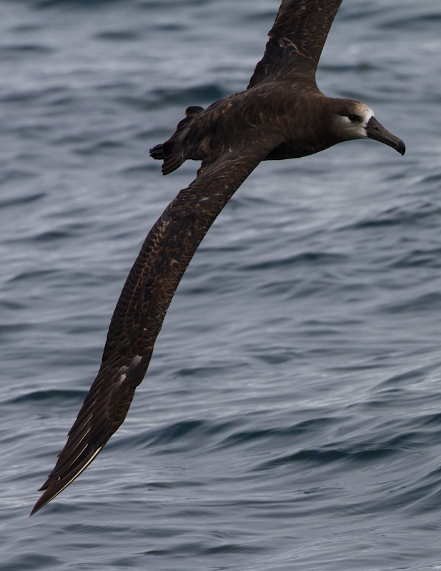 Black-Footed Albatross In Flight