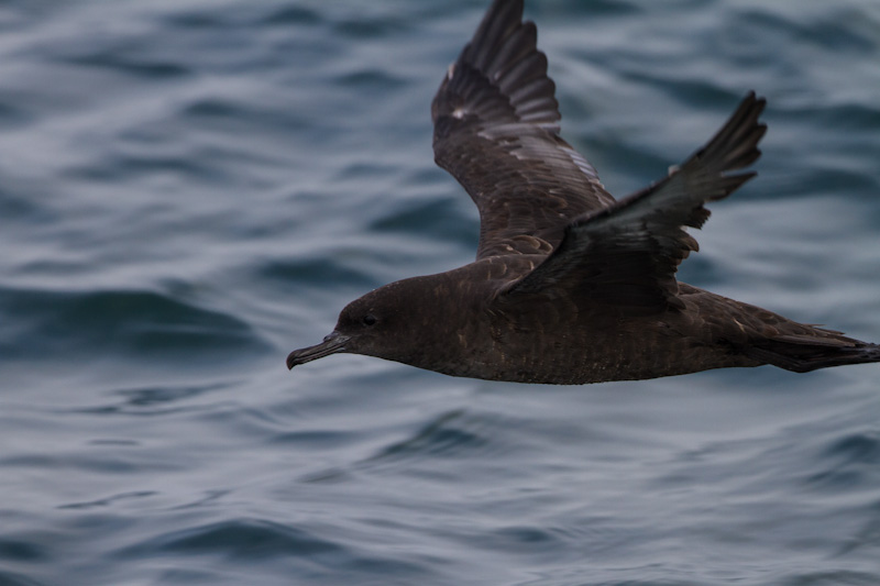 Sooty Shearwater In Flight