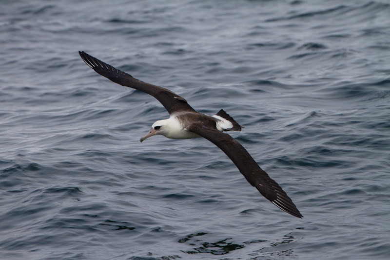 Laysan Albatross In Flight