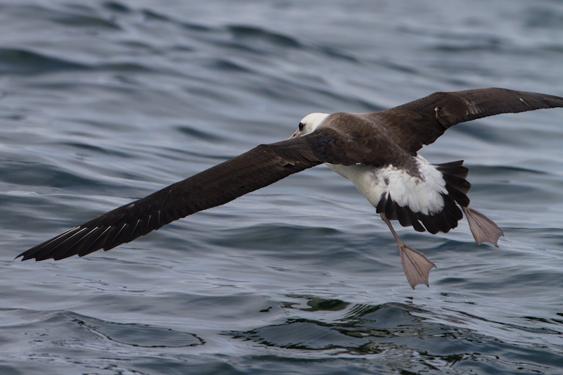 Laysan Albatross In Flight