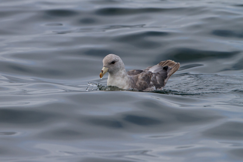 Northern Fulmar