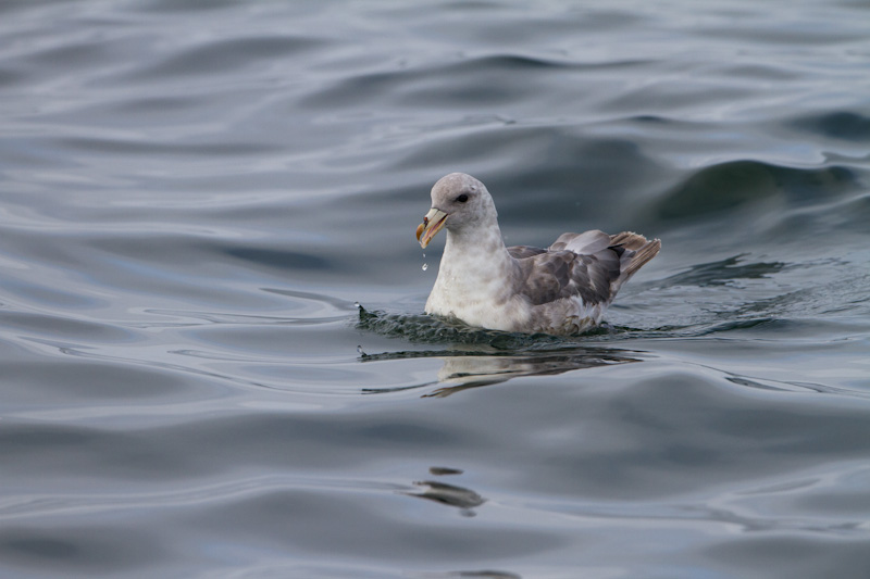 Northern Fulmar