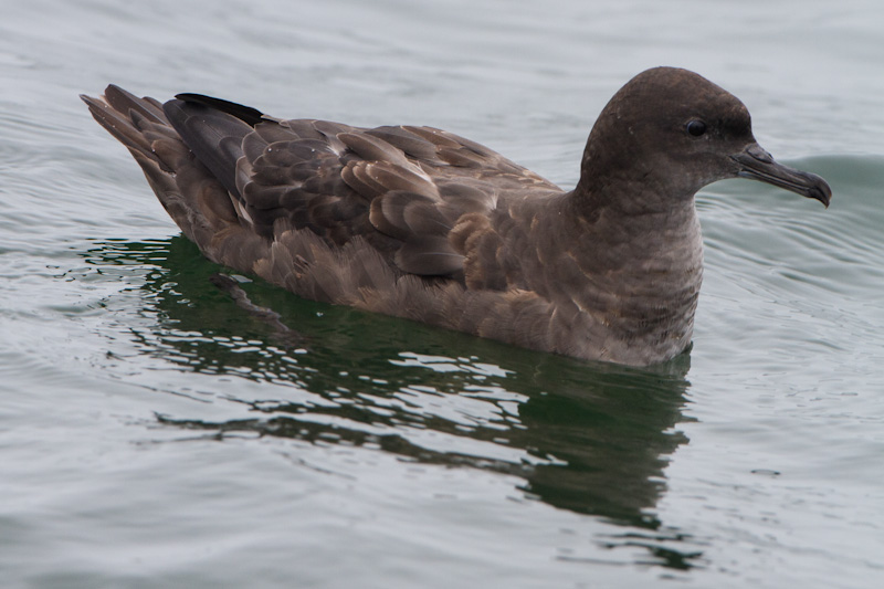 Sooty Shearwater