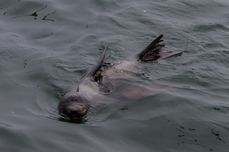 Northern Fur Seal