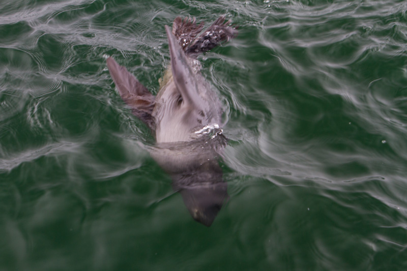 Northern Fur Seal