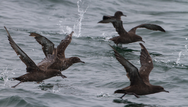 Sooty Shearwaters Taking Flight