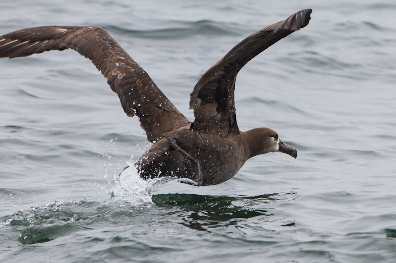 Black-Footed Albatross Taking Flight