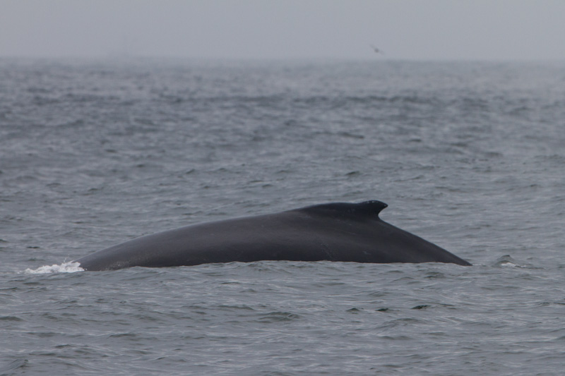 Humpback Whale