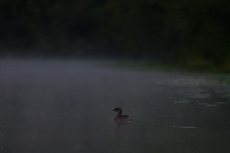 Pied-Billed Grebe In Mist