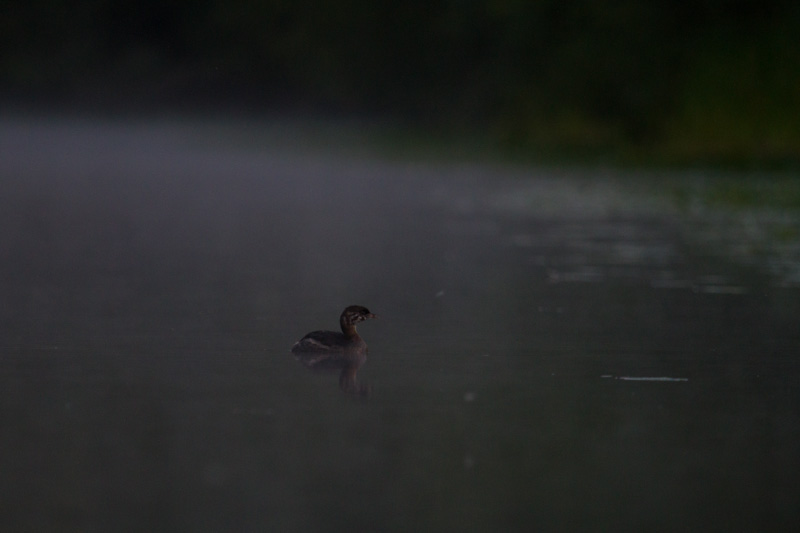 Pied-Billed Grebe In Mist