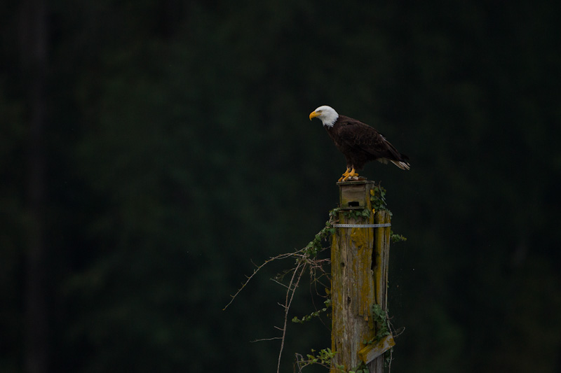 Bald Eagle On Piling