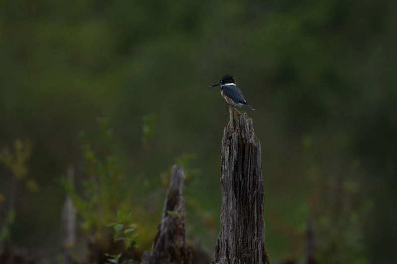 Belted Kingfisher