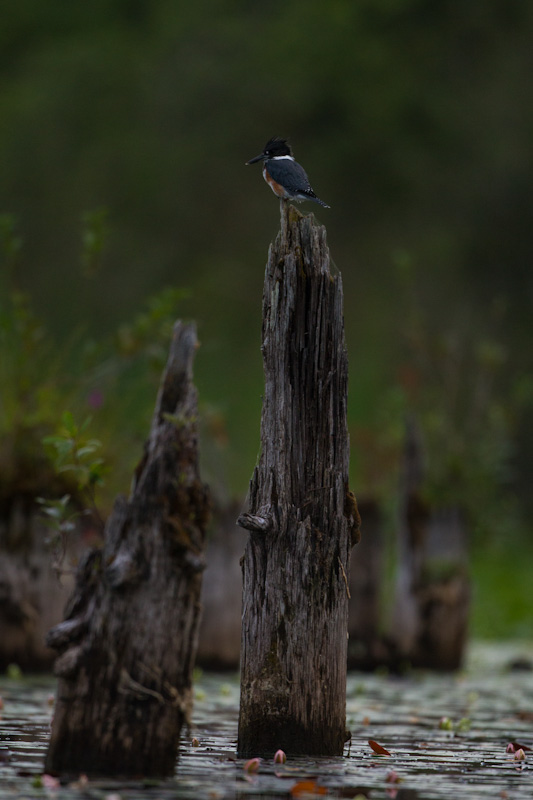 Belted Kingfisher