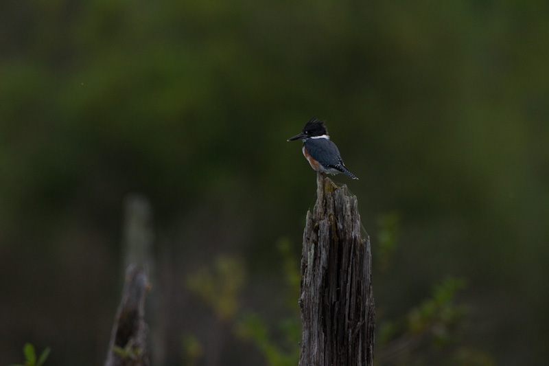 Belted Kingfisher