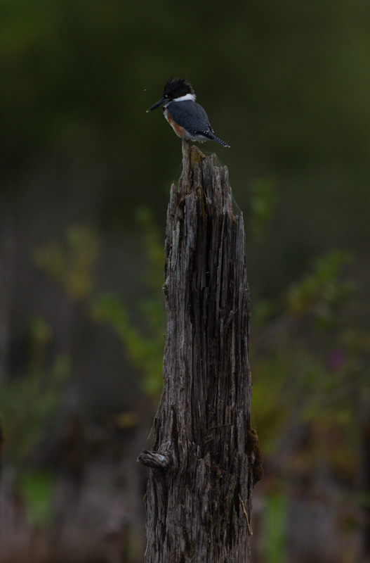 Belted Kingfisher