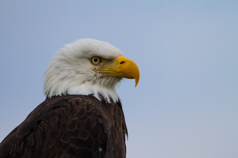 Bald Eagle