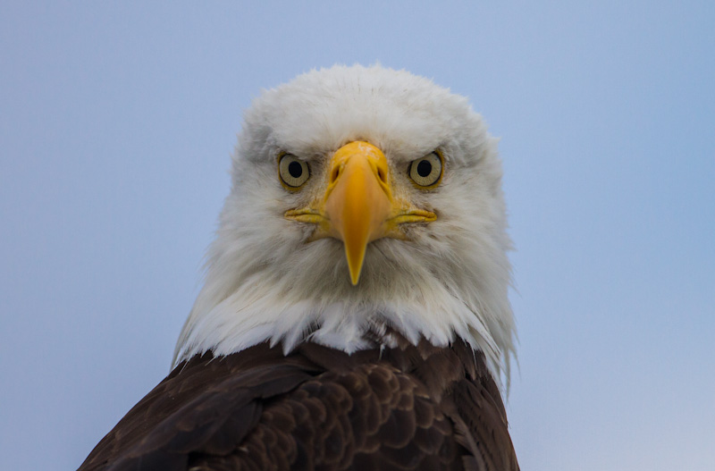 Bald Eagle