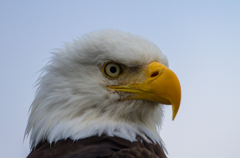 Bald Eagle