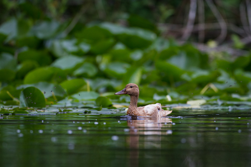 Mallard