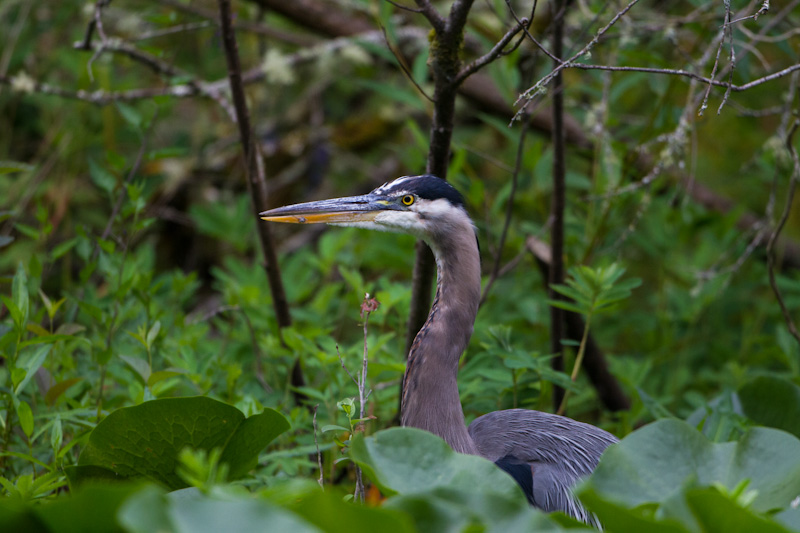 Great Blue Heron In Lillys