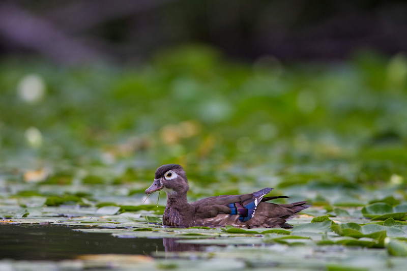 Wood Duck