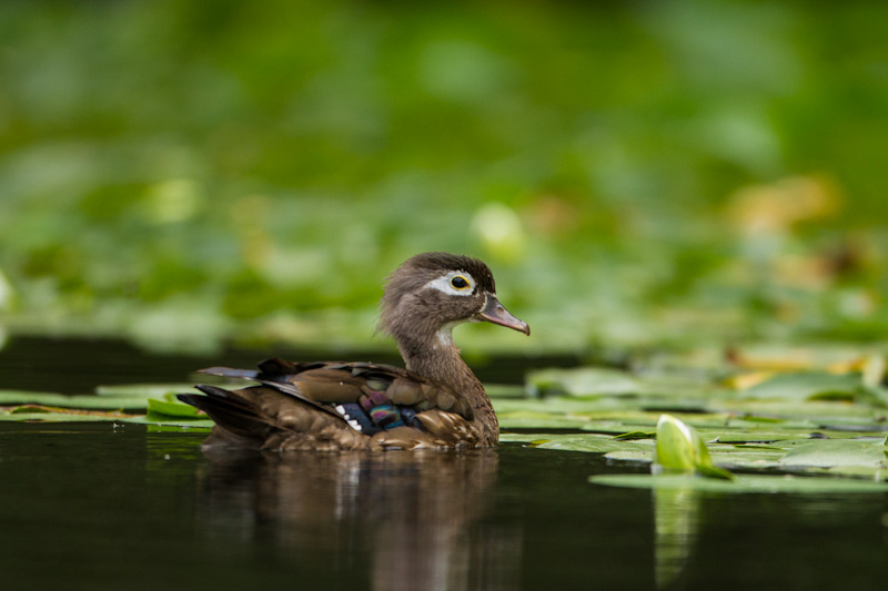 Wood Duck