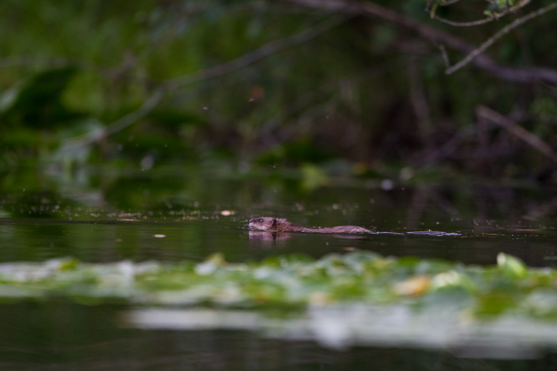 Common Muskrat