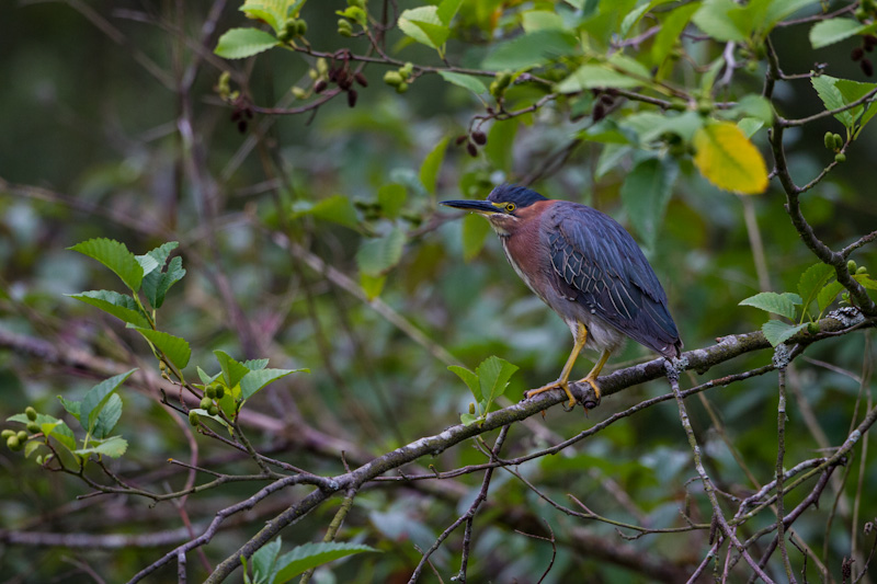 Green Heron