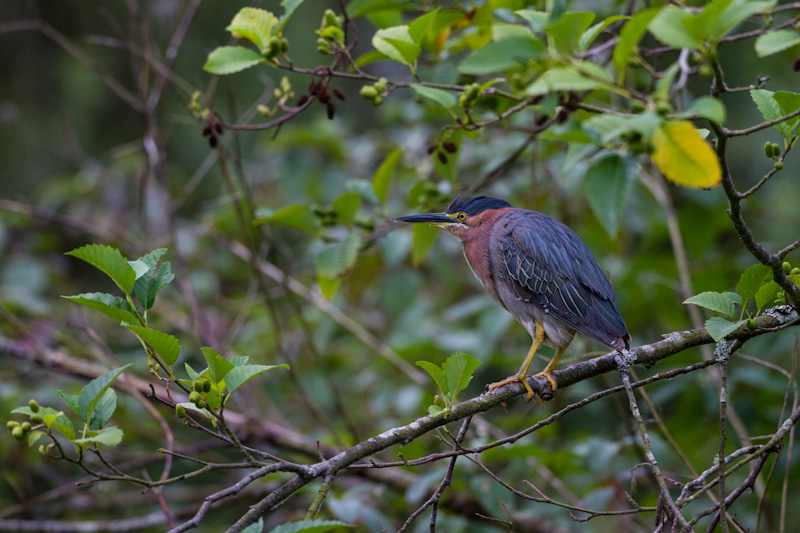 Green Heron