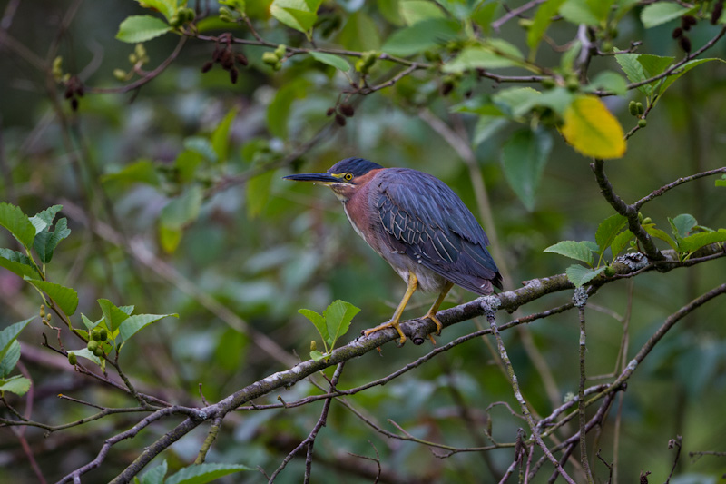 Green Heron