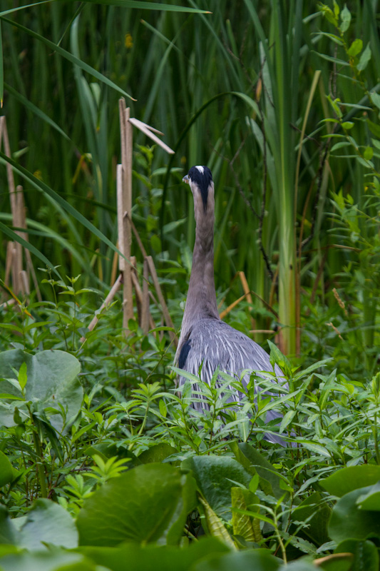 Great Blue Heron In Lillys