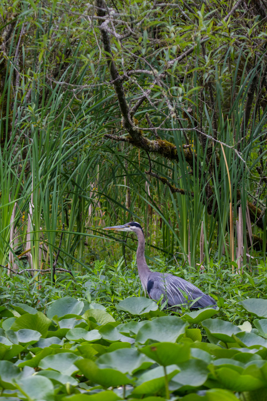 Great Blue Heron In Lillys