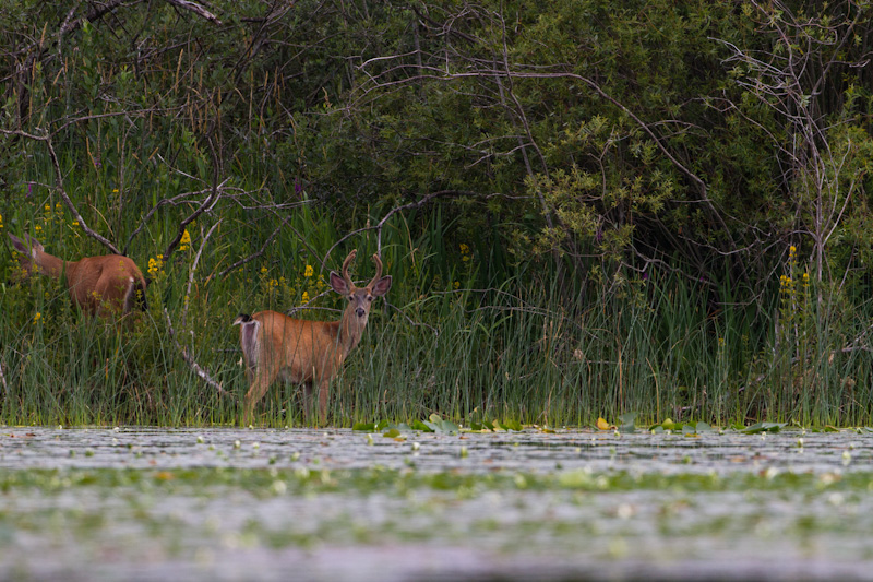 Mule Deer On Lake Shore