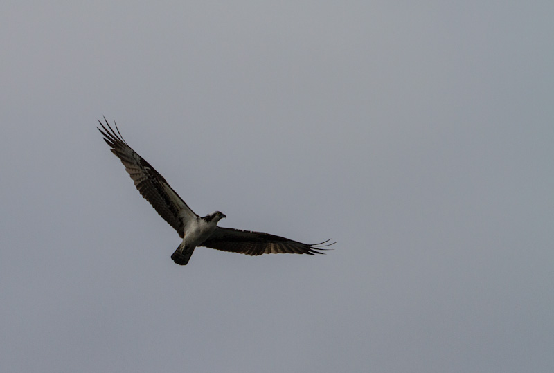 Osprey In Flight