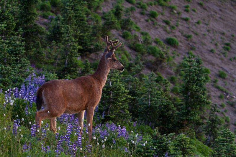 Mule Deer